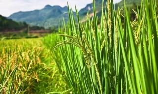 水稻病虫害和防治技术